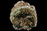 Triassic Woodworthia Petrified Log - Zimbabwe #112036-1
